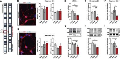 SHANK2 Mutations Result in Dysregulation of the ERK1/2 Pathway in Human Induced Pluripotent Stem Cells-Derived Neurons and Shank2(−/−) Mice
